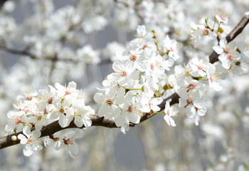 Blütenmeer - weiße Baumblüten