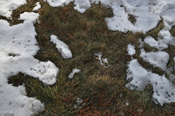 green grass and snow