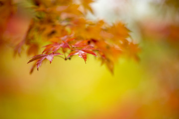 紅葉　和風秋イメージ
