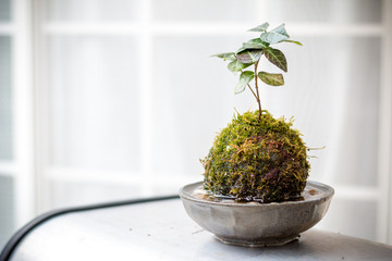 苔盆栽　和風イメージ