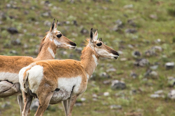 Antelope
