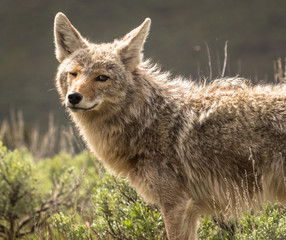 Coyote