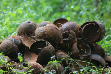 Thailand Nature And Wildlife