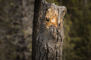 Flicker building nest