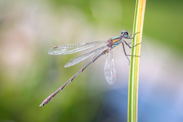 Spread-winged damselfly - Lestidae - in her natural habitat