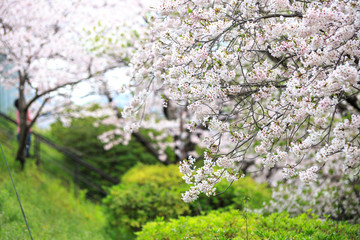 桜の花　春イメージ