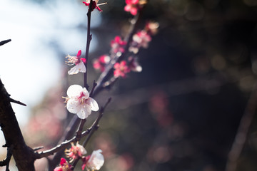 Plum blossom