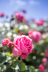 バラの花