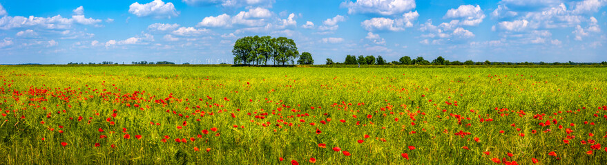 Spring spirit at red field of poppies and beautiful nature in panorama under blue sky, countryside