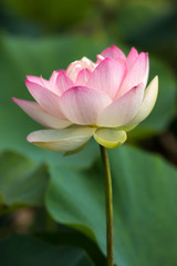 蓮の花　初夏イメージ