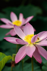 蓮の花　初夏イメージ