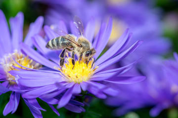 Western honeybee - Apis mellifera - pollinates an Aster