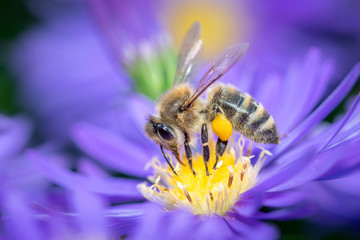 Western honeybee - Apis mellifera - pollinates an Aster