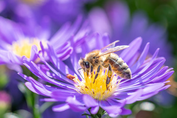 Western honeybee - Apis mellifera - pollinates an Aster