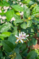 Blooming lemon flower on lemon tree