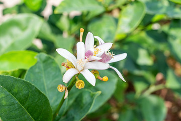 Blooming lemon flower on lemon tree
