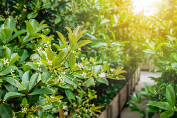Cherry blossoms on cherry tree