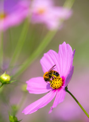 コスモスの花　秋イメージ