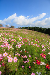 コスモス畑　秋イメージ
