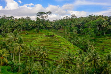 Fototapeta na wymiar Tegalalang Rice Terraces around Ubud in Bali, Indonesia
