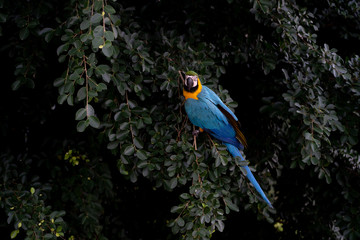 africa macaw on tree