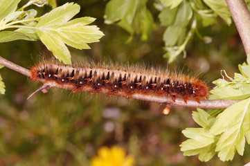 Lasiocampa quercus (LINNAEUS, 1758) Eichenspinner DE, NRW, Dellbrücker Heide (Köln) 19.04.2015