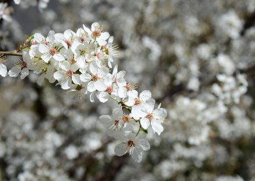 Bezaubernde weiße Blüten vor unscharfen Hintergrund