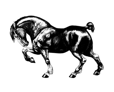Draft horse illustration. Strong horse drawing portrait. 