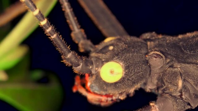 Detail of stick-bug is head on black background. Portrait of the Golden-eyed stick insect (Peruphasma schultei), Super macro 3:1, 4K - 50fps