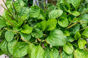 Planted Chinese herbal medicine plantain © Lili.Q