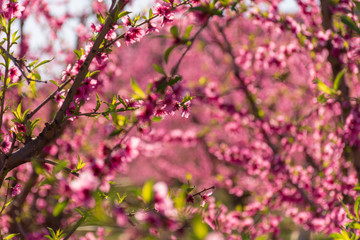 Peach tree in bloom, with pink flowers at sunrise. Aitona. Alcarras. Torres de Segre. Lleida....