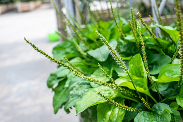 Planted Chinese herbal medicine plantain © Lili.Q