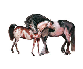 Horses in Love. Horse illustration. Acrylic painting.