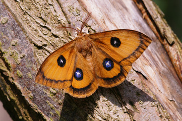Aglia tau (LINNAEUS, 1758) Nagelfleck DE, NRW, Leverkusen 26.04.2015