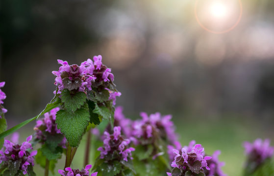 Pink Natural Flowers Bokeh Sunrise Background