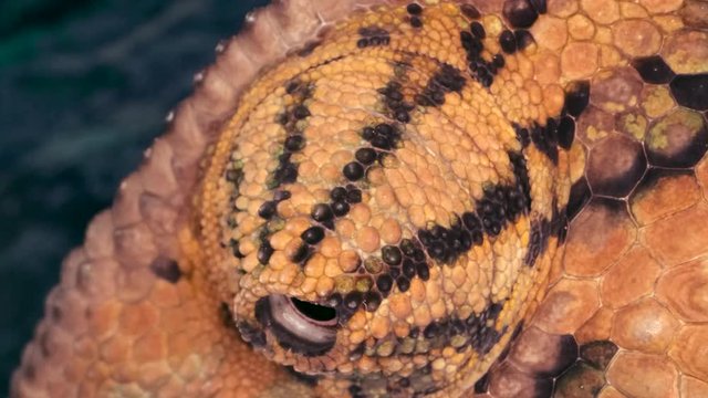 Close-up of the head chameleon rotating the eye. Yemen Chameleon or Cone-head Chameleon (Chamaeleo calyptratus) Macro video 1:1, 4K - 50fps
