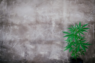 Young leaves marijuana hemp plants, Indica, vintage style background