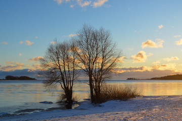 Willows against the background of the river and the sky. Winter landscape
