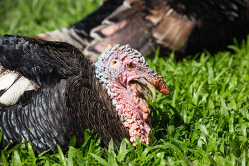 Turkey on grass