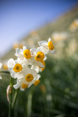 水仙の花