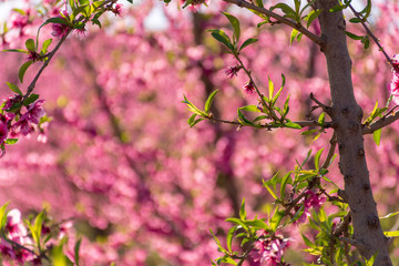 Peach tree in bloom, with pink flowers at sunrise. Aitona. Alcarras. Torres de Segre. Lleida. Spain. Agriculture. Flower close-up. Bokeh effects,