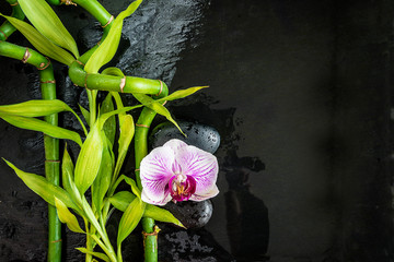 Beautiful spa composition: orchid flower and bamboo stems on the wet black slate background with copy space