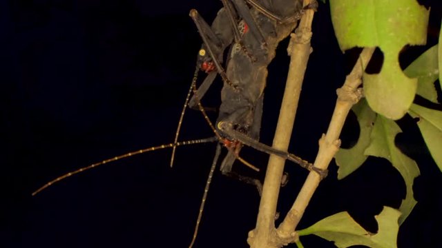 Insects mating of Golden-Eyed Stick Insect (Peruphasma schultei) on black background. Macro video, 4K - 50fps.