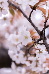 桜の花