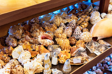A variety of seashells sold on the local market, Rarotonga, Aitutaki, Cook Islands. Close-up.