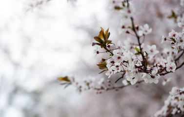 Pink tree blossoms, spring. Beautiful cherry blossoms and bokeh sky background