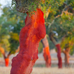 Cork Oak - Alcornoque, Mediterranean forest, Sierra de San Pedro, Cáceres, Extremadura, Spain,...
