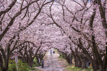 桜のアーチ　春イメージ