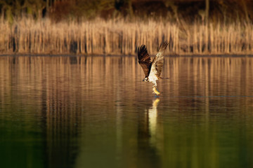 Osprey - Pandion haliaetus bird of prey hunting fish, also called sea hawk, river hawk, and fish...
