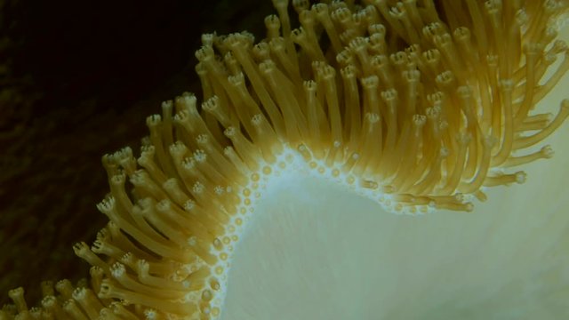 Closeup of soft corals polyps Leather Soft Mushroom (Sarcophyton glaucum). Macro 2: 1, underwater shots